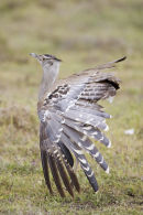 Kori Bustard Displaying
